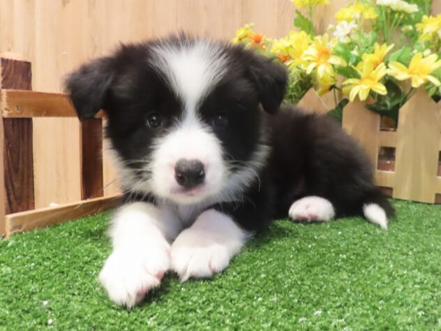 兵庫県のボーダーコリー (アミーゴ伊丹店/2026年3月25日生まれ/男の子/ブラックホワイト)の子犬の3枚目の画像
