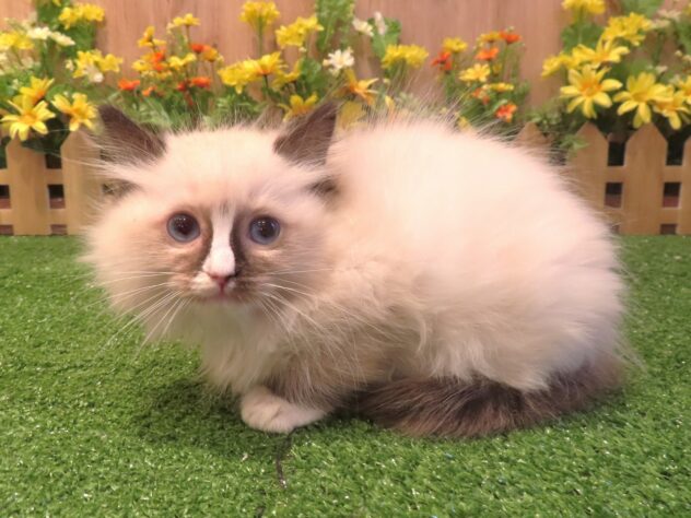 兵庫県のラグドール (アミーゴ伊丹店/2026年3月26日生まれ/女の子/シールポイントミテッド)の子猫の2枚目の画像