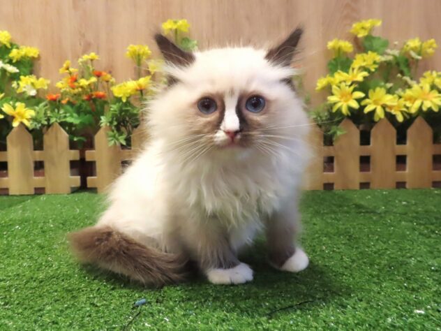 兵庫県のラグドール (アミーゴ伊丹店/2026年3月26日生まれ/女の子/シールポイントミテッド)の子猫の1枚目の画像