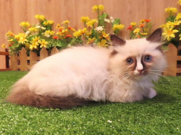 兵庫県のラグドール (アミーゴ伊丹店/2026年3月26日生まれ/女の子/シールポイントミテッド)の子猫の3枚目の画像