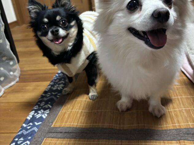 さくら、める