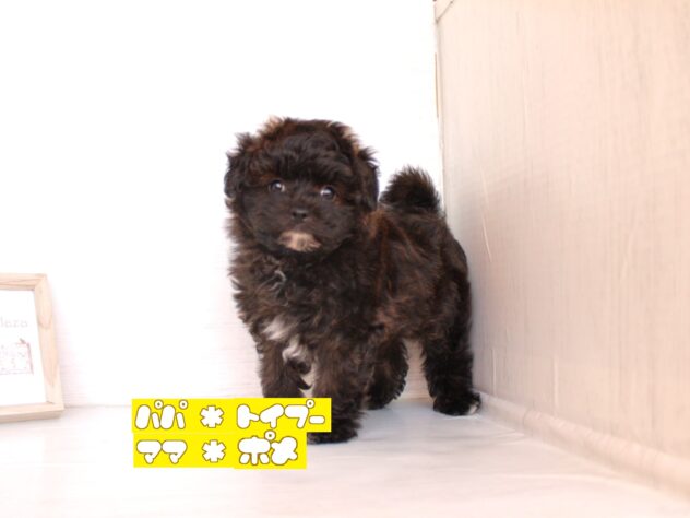兵庫県のハーフ犬・ミックス犬 (ペット・プラザ アミーゴ神戸灘店/2026年3月21日生まれ/男の子/ブリンドル)の子犬の1枚目の画像
