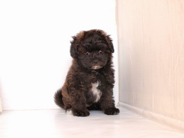 兵庫県のハーフ犬・ミックス犬 (ペット・プラザ アミーゴ神戸灘店/2026年3月21日生まれ/男の子/ブリンドル)の子犬の2枚目の画像