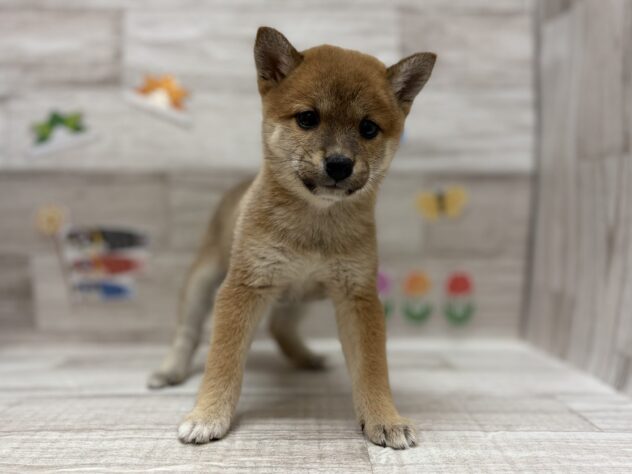 岩手県の豆柴 (アミーゴ一関店/2026年3月18日生まれ/女の子/赤)の子犬