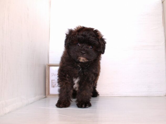 兵庫県のハーフ犬・ミックス犬 (ペット・プラザ アミーゴ神戸灘店/2026年3月21日生まれ/男の子/ブリンドル)の子犬の4枚目の画像