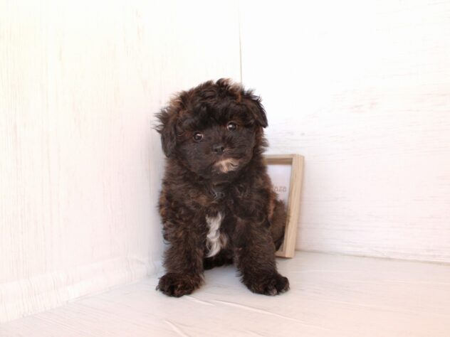 兵庫県のハーフ犬・ミックス犬 (ペット・プラザ アミーゴ神戸灘店/2026年3月21日生まれ/男の子/ブリンドル)の子犬の3枚目の画像