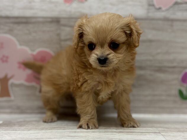 岩手県のハーフ犬・ミックス犬 (アミーゴ一関店/2026年2月19日生まれ/女の子/レッド)の子犬