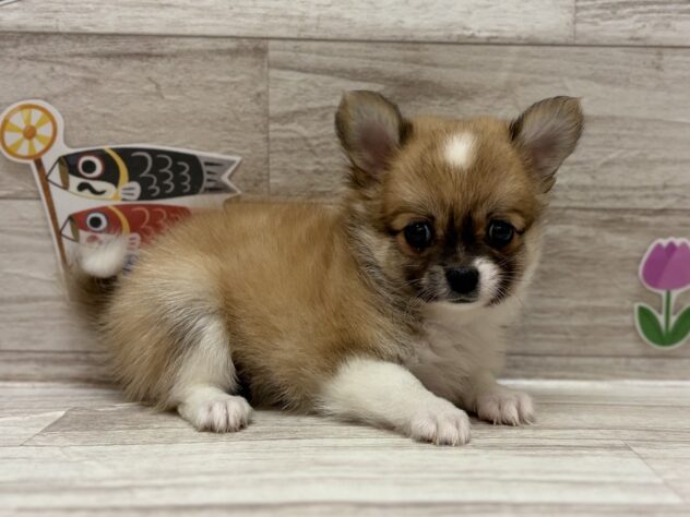 岩手県のハーフ犬・ミックス犬 (アミーゴ一関店/2026年3月25日生まれ/男の子/レッドホワイト)の子犬