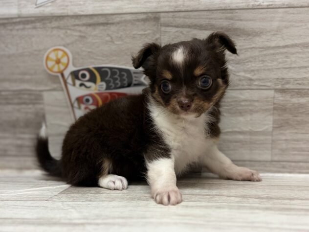 岩手県のハーフ犬・ミックス犬 (アミーゴ一関店/2026年3月26日生まれ/女の子/チョコレートタンホワイト)の子犬