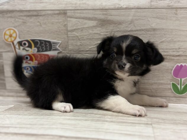 岩手県のハーフ犬・ミックス犬 (アミーゴ一関店/2026年3月26日生まれ/男の子/ブラックタンホワイト)の子犬