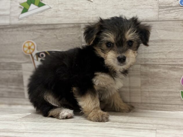 岩手県のハーフ犬・ミックス犬 (アミーゴ一関店/2026年3月25日生まれ/男の子/スティールブルー/ホワイト)の子犬