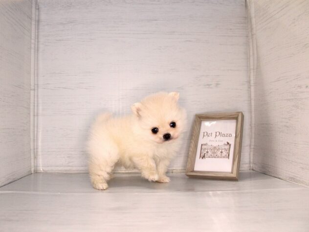 兵庫県のハーフ犬・ミックス犬 (ペット・プラザ アミーゴ神戸灘店/2026年3月28日生まれ/男の子/クリーム)の子犬の4枚目の画像