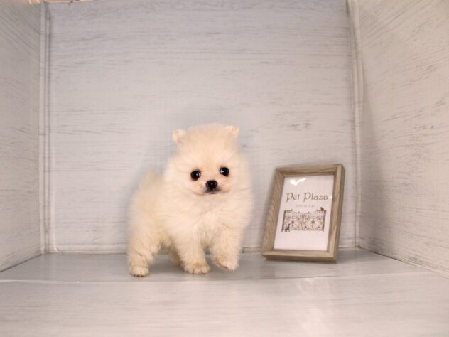 兵庫県のハーフ犬・ミックス犬 (ペット・プラザ アミーゴ神戸灘店/2026年3月28日生まれ/男の子/クリーム)の子犬の2枚目の画像