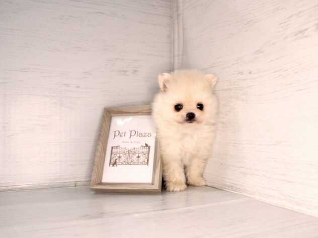 兵庫県のハーフ犬・ミックス犬 (ペット・プラザ アミーゴ神戸灘店/2026年3月28日生まれ/男の子/クリーム)の子犬の3枚目の画像