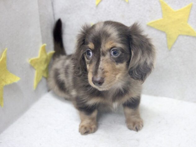ミニチュアダックスフンド(チョコレートダップル)の子犬を価格や特徴で
