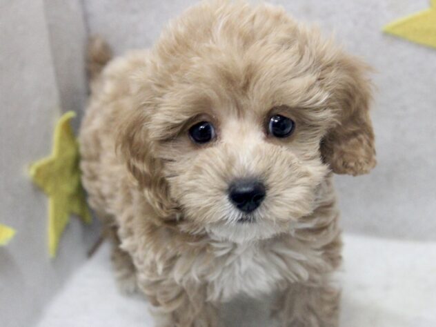 愛媛県のハーフ犬・ミックス犬 (アミーゴ新居浜店/2026年3月21日生まれ/女の子/アプリコット)の子犬の1枚目の画像