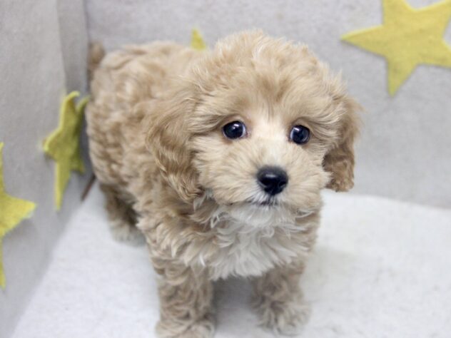 愛媛県のハーフ犬・ミックス犬 (アミーゴ新居浜店/2026年3月21日生まれ/女の子/アプリコット)の子犬の3枚目の画像