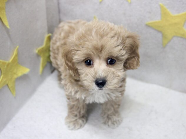 愛媛県のハーフ犬・ミックス犬 (アミーゴ新居浜店/2026年3月21日生まれ/女の子/アプリコット)の子犬の2枚目の画像