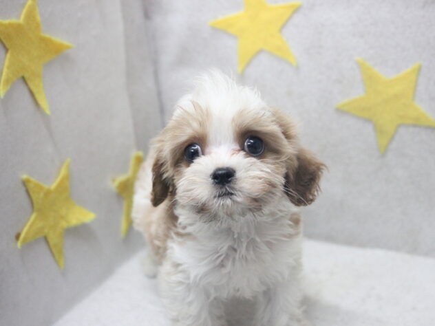 愛媛県のハーフ犬・ミックス犬 (アミーゴ新居浜店/2026年3月18日生まれ/男の子/ブレンハイム)の子犬の3枚目の画像