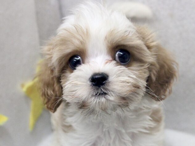 愛媛県のハーフ犬・ミックス犬 (アミーゴ新居浜店/2026年3月18日生まれ/男の子/ブレンハイム)の子犬の1枚目の画像