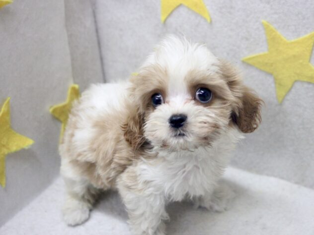 愛媛県のハーフ犬・ミックス犬 (アミーゴ新居浜店/2026年3月18日生まれ/男の子/ブレンハイム)の子犬の2枚目の画像