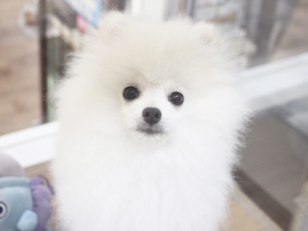 愛媛県のポメラニアン (アミーゴ新居浜店/2026年1月11日生まれ/男の子/クリーム)の子犬の1枚目の画像