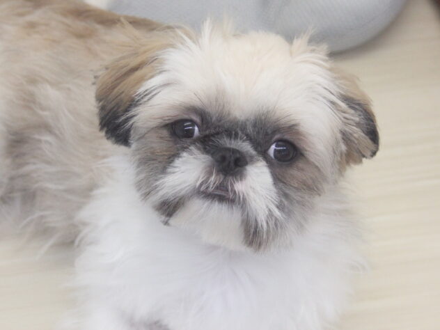 愛媛県のハーフ犬・ミックス犬 (アミーゴ新居浜店/2025年12月14日生まれ/女の子/ホワイトゴールド)の子犬の1枚目の画像