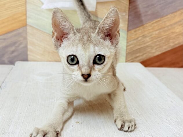 2026年3月11日生まれのシンガプーラ