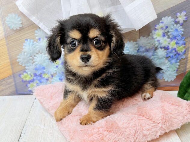 高知県のハーフ犬・ミックス犬 (ワンキャラット アミーゴ高知店/2026年3月15日生まれ/男の子/ブラックタン)の子犬の1枚目の画像