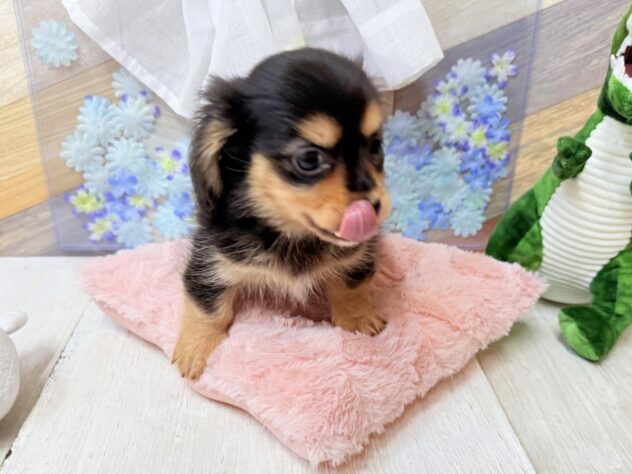 高知県のハーフ犬・ミックス犬 (ワンキャラット アミーゴ高知店/2026年3月15日生まれ/男の子/ブラックタン)の子犬の2枚目の画像