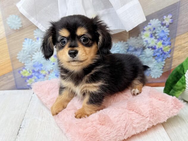 高知県のハーフ犬・ミックス犬 (ワンキャラット アミーゴ高知店/2026年3月15日生まれ/男の子/ブラックタン)の子犬の3枚目の画像