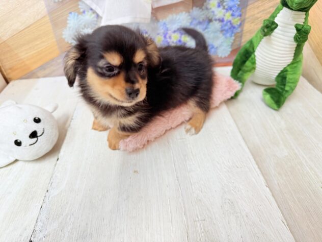 高知県のハーフ犬・ミックス犬 (ワンキャラット アミーゴ高知店/2026年3月15日生まれ/男の子/ブラックタン)の子犬の4枚目の画像