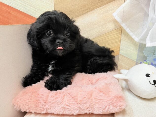 高知県のハーフ犬・ミックス犬 (ワンキャラット アミーゴ高知店/2026年2月14日生まれ/女の子/ブラック)の子犬の3枚目の画像