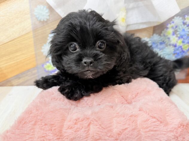 高知県のハーフ犬・ミックス犬 (ワンキャラット アミーゴ高知店/2026年2月14日生まれ/女の子/ブラック)の子犬の1枚目の画像