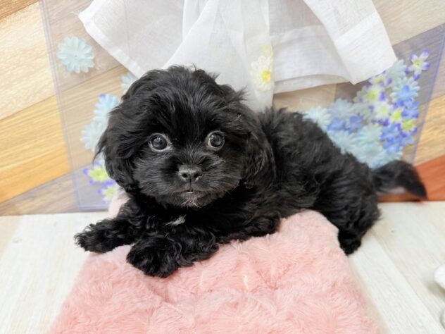 高知県のハーフ犬・ミックス犬 (ワンキャラット アミーゴ高知店/2026年2月14日生まれ/女の子/ブラック)の子犬の4枚目の画像