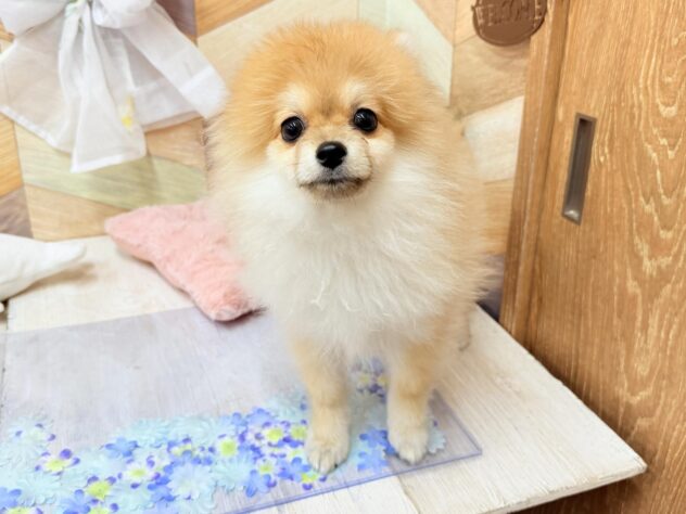 高知県のポメラニアン (ワンキャラット アミーゴ高知店/2026年12月19日生まれ/男の子/オレンジセーブル)の子犬の2枚目の画像