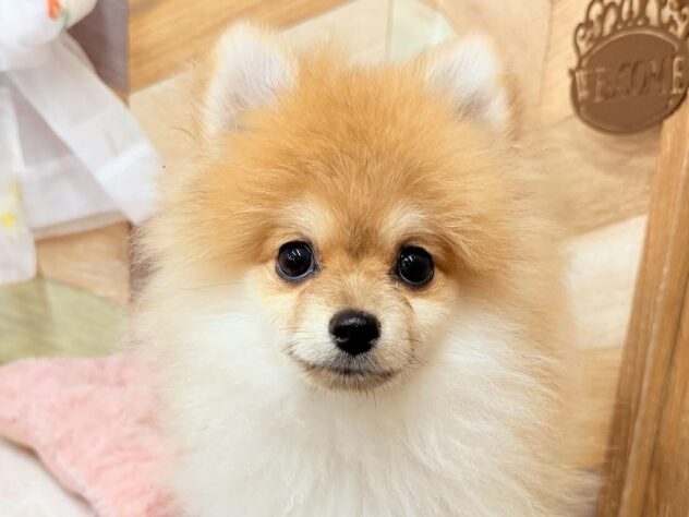 高知県のポメラニアン (ワンキャラット アミーゴ高知店/2026年12月19日生まれ/男の子/オレンジセーブル)の子犬の1枚目の画像