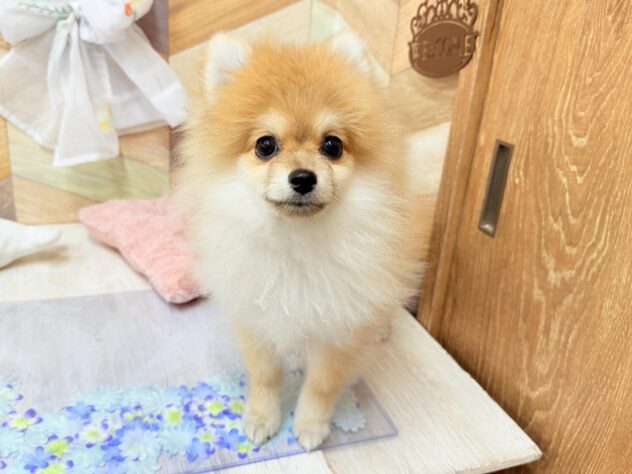 高知県のポメラニアン (ワンキャラット アミーゴ高知店/2026年12月19日生まれ/男の子/オレンジセーブル)の子犬の3枚目の画像