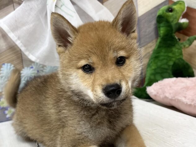 高知県の柴犬(標準サイズ) (ワンキャラット アミーゴ高知店/2026年2月21日生まれ/男の子/赤)の子犬の1枚目の画像