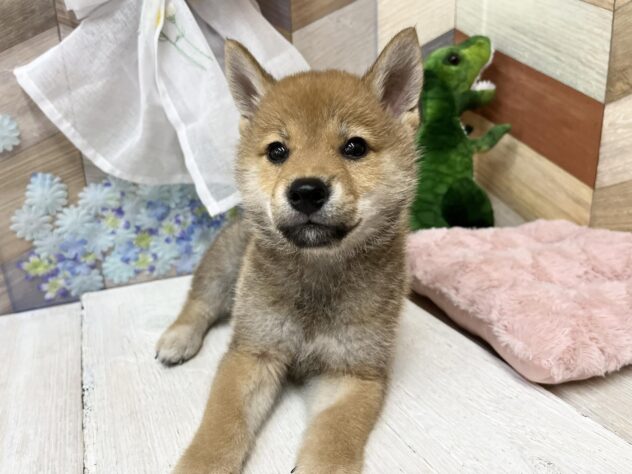高知県の柴犬(標準サイズ) (ワンキャラット アミーゴ高知店/2026年2月21日生まれ/男の子/赤)の子犬の4枚目の画像