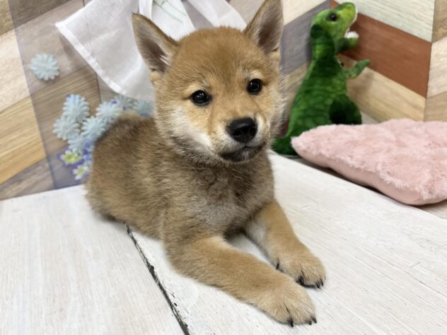高知県の柴犬(標準サイズ) (ワンキャラット アミーゴ高知店/2026年2月21日生まれ/男の子/赤)の子犬の2枚目の画像