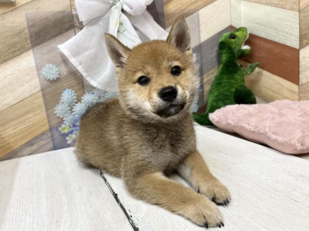 高知県の柴犬(標準サイズ) (ワンキャラット アミーゴ高知店/2026年2月21日生まれ/男の子/赤)の子犬の3枚目の画像