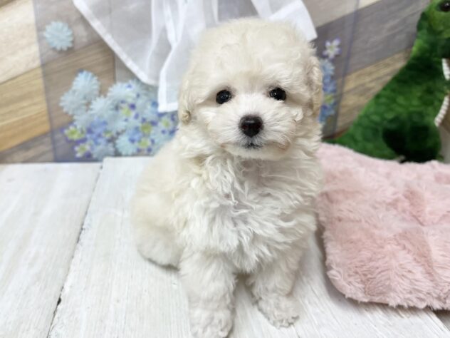 高知県のトイプードル(トイ) (ワンキャラット アミーゴ高知店/2026年3月25日生まれ/女の子/ペールフォーン)の子犬の2枚目の画像