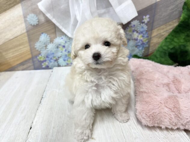 高知県のトイプードル(トイ) (ワンキャラット アミーゴ高知店/2026年3月25日生まれ/女の子/ペールフォーン)の子犬の3枚目の画像