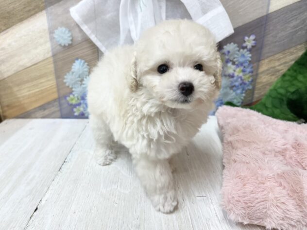 高知県のトイプードル(トイ) (ワンキャラット アミーゴ高知店/2026年3月25日生まれ/女の子/ペールフォーン)の子犬の4枚目の画像