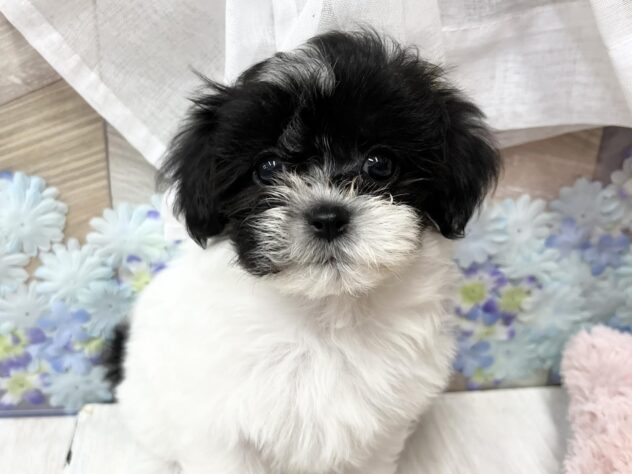 高知県のハーフ犬・ミックス犬 (ワンキャラット アミーゴ高知店/2026年3月18日生まれ/女の子/その他色)の子犬の1枚目の画像