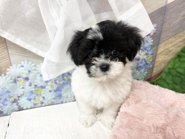 高知県のハーフ犬・ミックス犬 (ワンキャラット アミーゴ高知店/2026年3月18日生まれ/女の子/その他色)の子犬の4枚目の画像