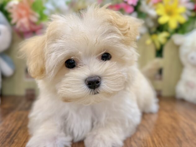 兵庫県のハーフ犬・ミックス犬 (ワンキャラット アミーゴ姫路飾磨店/2026年2月1日生まれ/女の子/クリーム)の子犬の1枚目の画像