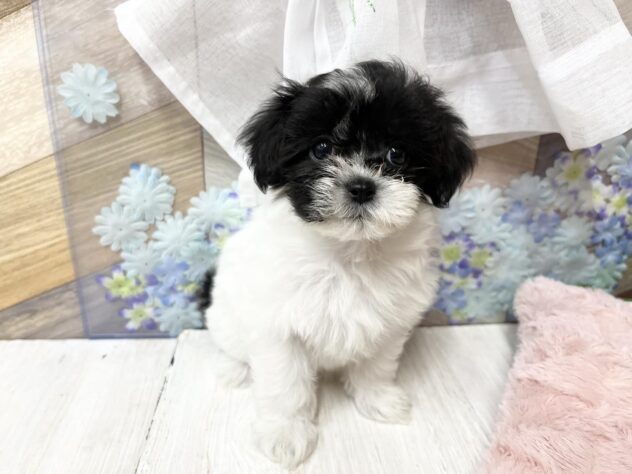 高知県のハーフ犬・ミックス犬 (ワンキャラット アミーゴ高知店/2026年3月18日生まれ/女の子/その他色)の子犬の2枚目の画像