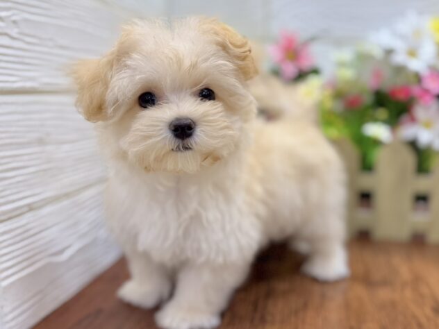 兵庫県のハーフ犬・ミックス犬 (ワンキャラット アミーゴ姫路飾磨店/2026年2月1日生まれ/女の子/クリーム)の子犬の2枚目の画像